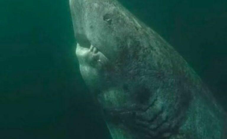 Photo of Reaparece el animal más viejo del mundo, un tiburón de 500 años