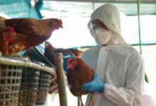 Photo of Cambio climático influye en expansión de gripe aviar: OMS