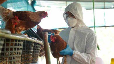 Photo of Cambio climático influye en expansión de gripe aviar: OMS