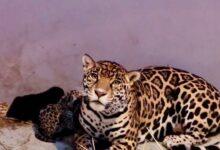 Photo of Nacen 3 cachorros de jaguar en el Zoológico de Chapultepec