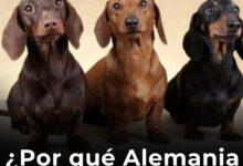 Photo of Alemania quiere prohibir los perros salchicha