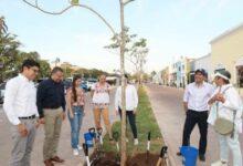 Photo of Yucatán llega al millón de árboles plantados