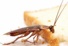 Photo of Alertan de “súper cucaracha” en méxico; resistente a pesticidas