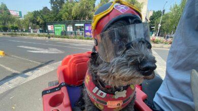 Photo of “Frijol”, perrito biker que recorre las calles