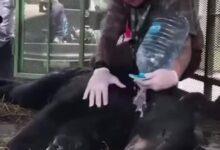 Photo of Salvan a oso de morir de golpe de calor