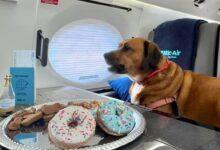 Photo of Bark Air, la primera aerolínea exclusiva para perros