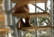 Photo of Perro sentado como humano en las escaleras perturba en redes