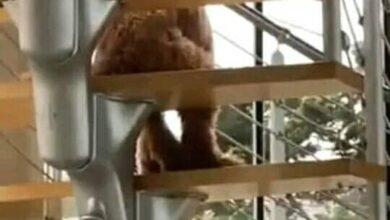 Photo of Perro sentado como humano en las escaleras perturba en redes