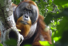 Photo of Orangután se cura a sí mismo con plantas y asombra a científicos