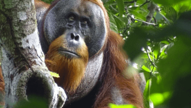 Photo of Orangután se cura a sí mismo con plantas y asombra a científicos