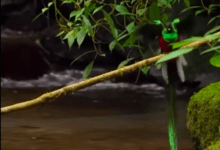 Photo of Captan hermoso quetzal bañándose en un manantial