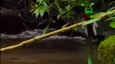 Photo of Captan hermoso quetzal bañándose en un manantial