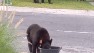 Photo of Jugador de Monterrey le sirve agua a osos ante calor