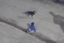 Photo of Rescatan a bebé que gateaba junto a su perro en la madrugada