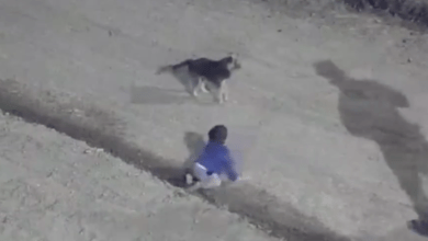Photo of Rescatan a bebé que gateaba junto a su perro en la madrugada