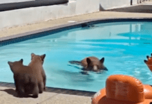 Photo of Osos entran a casa y se “refrescan” en piscina