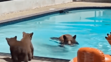 Photo of Osos entran a casa y se “refrescan” en piscina