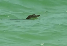 Photo of Captan a cocodrilo nadando en Celestún