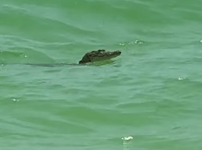 Photo of Captan a cocodrilo nadando en Celestún