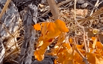 Photo of Dan de beber a boa sedienta en monte de Yucatán