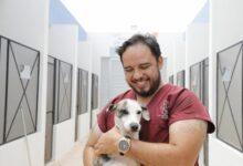 Photo of Entregan los primero “CURPS” para mascotas en Mérida 