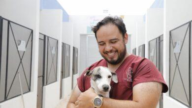 Photo of Entregan los primero “CURPS” para mascotas en Mérida 