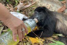 Photo of Ayudan a monos aulladores afectados por calor extremo