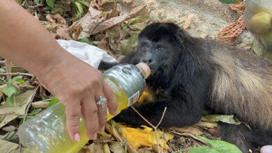 Photo of Ayudan a monos aulladores afectados por calor extremo