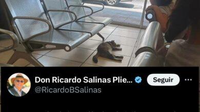 Photo of Salinas defiende a gato que se refugió de calor en tienda