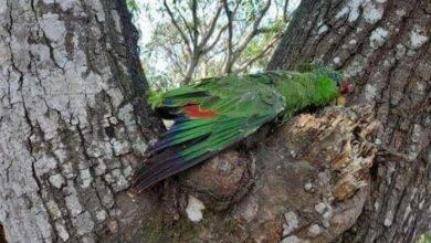 Photo of Aves mueren por olas de calor en México