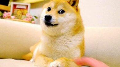 Photo of Fallece Kabosu, perrita del meme “Doge”