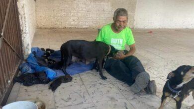 Photo of Velador pide trabajo para cuidar a su perrita y sus cachorritos
