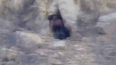 Photo of Captan extraño ser en cueva de Cabo San Lucas
