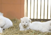 Photo of Duscan nombre para seis cachorros de león blanco