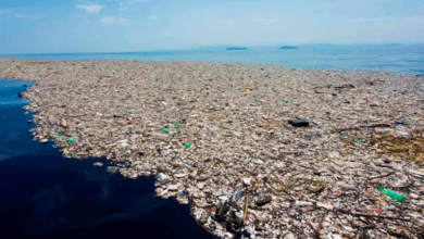 Photo of Inquietantes imágenes  del colosal basurero que flota en el mar