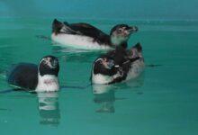 Photo of Pingüinos de Japón llegan a México