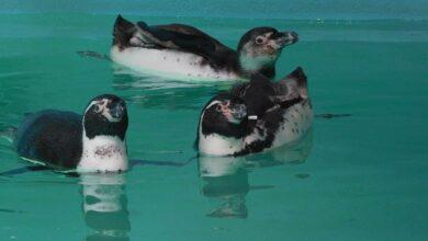 Photo of Pingüinos de Japón llegan a México
