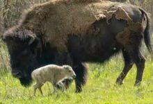 Photo of Nace bisonte blanco y cumple con antigua profecía