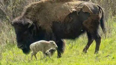 Photo of Nace bisonte blanco y cumple con antigua profecía