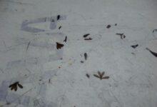 Photo of ¿Por qué salen hormigas voladoras tras las lluvias?