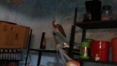Photo of ¿Animales predicen llegada de huracán?