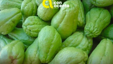 Photo of Precio del chayote por las nubes