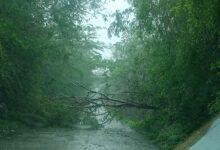 Photo of Carreteras con árboles caídos por Beryl