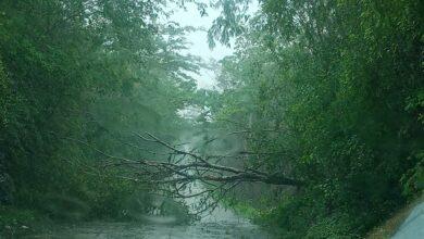 Photo of Carreteras con árboles caídos por Beryl