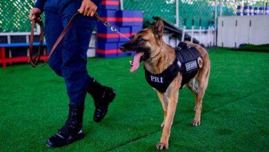 Photo of Despiden a “Ginger” con honores, perrita que falleció