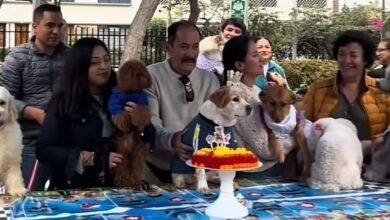 Photo of Festeja el cumpleaños de su perrito con temática de Paw Patrol