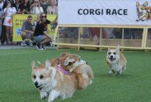 Photo of ¡Carrera perruna! Corgis se reúnen en Lituania