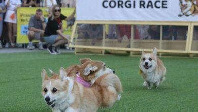 Photo of ¡Carrera perruna! Corgis se reúnen en Lituania