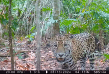 Photo of Avistan más jaguares en la Reserva de Dzilam de Bravo