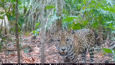 Photo of Avistan más jaguares en la Reserva de Dzilam de Bravo